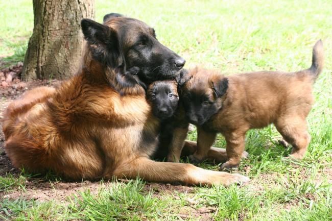 anouk et ses bébés