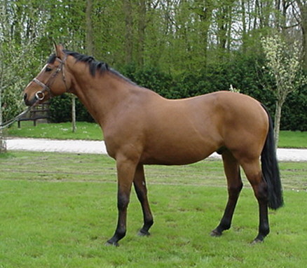 couleur cheval bai