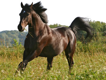 cheval trotteur français