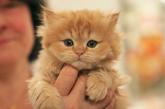 Chat Persan Roux Et Blanc